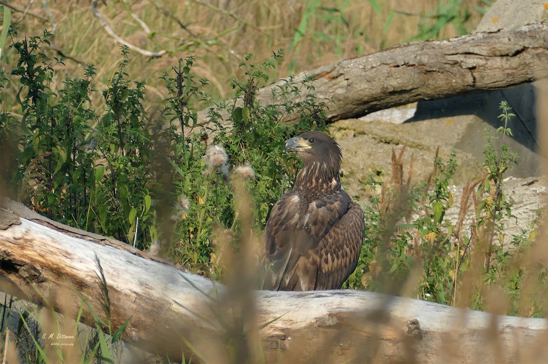 Seeadler