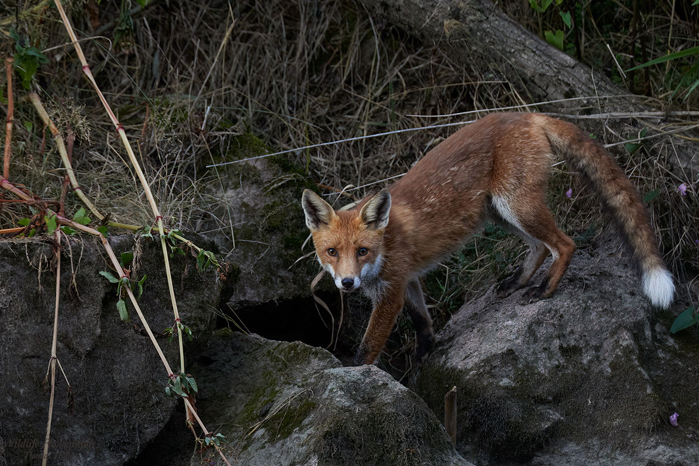 Auf der Jagd