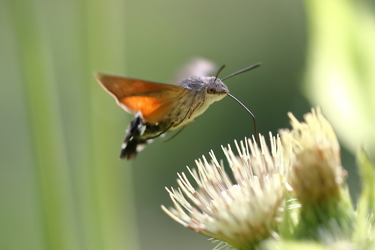 Taubenschwänzchen