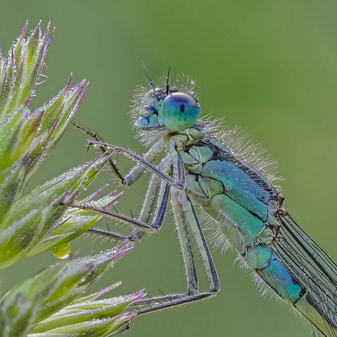 Große Pechlibelle,w. (ischnura elegans)