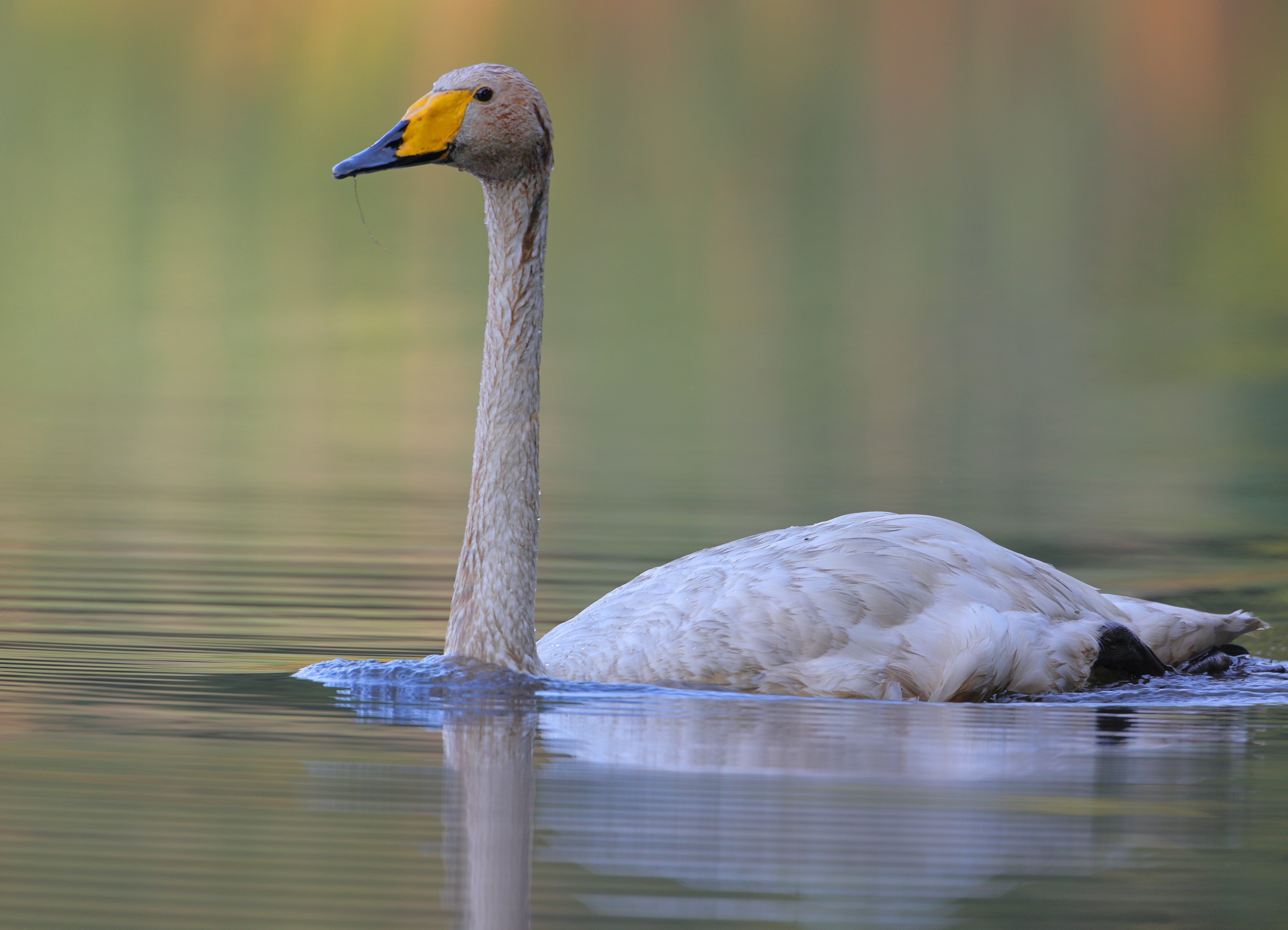 Singschwan