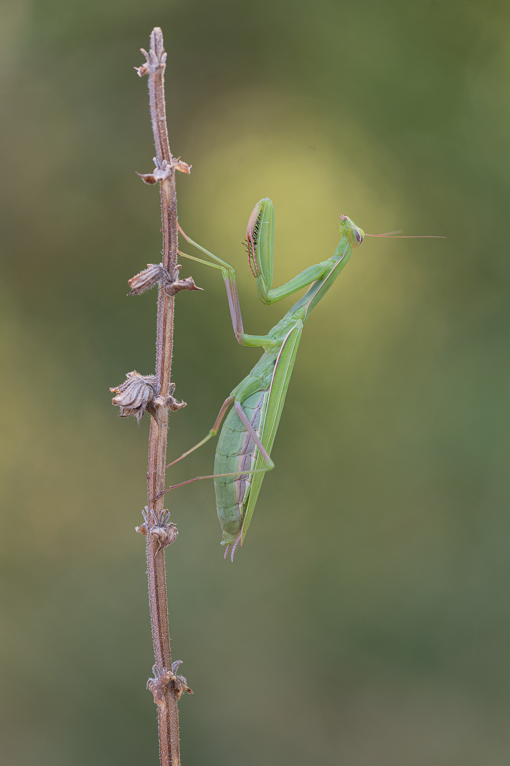 Mantisdame in grün