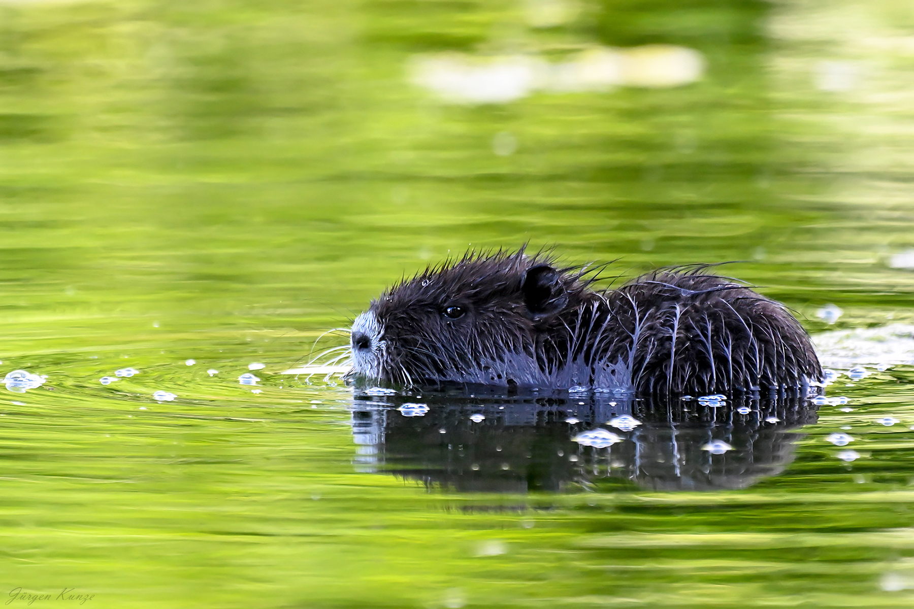 Junges Nutria