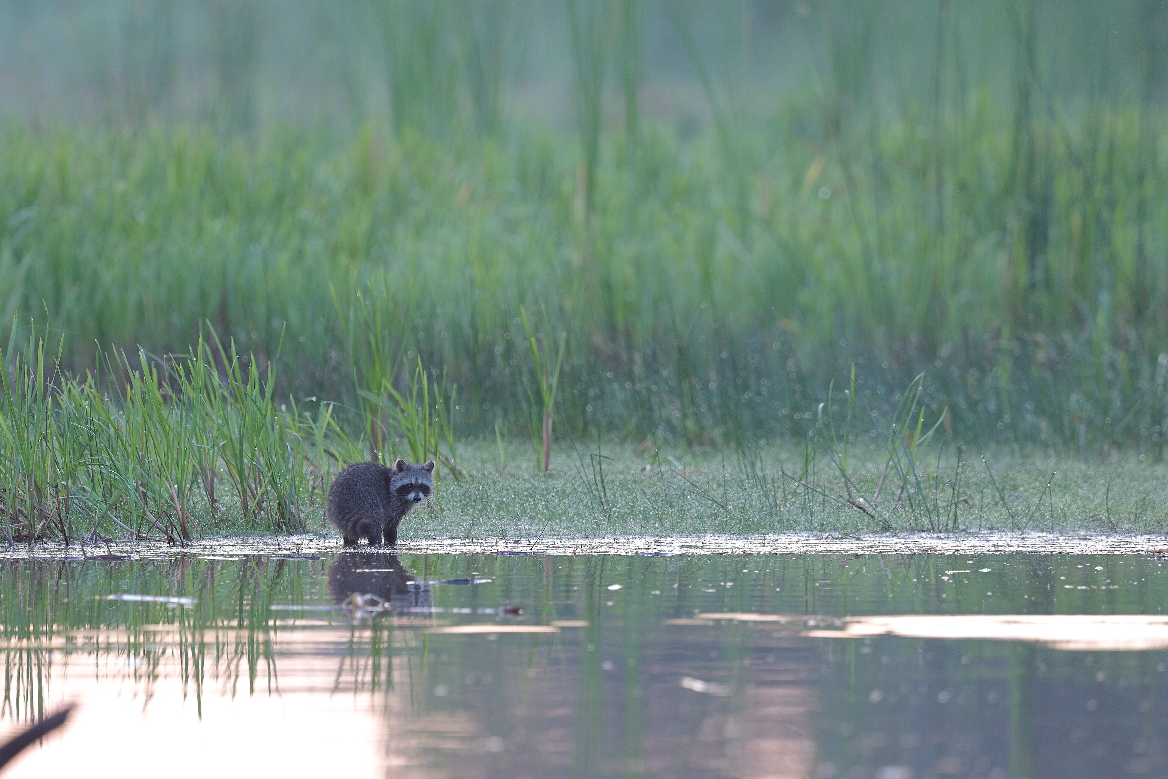 junger Waschbär