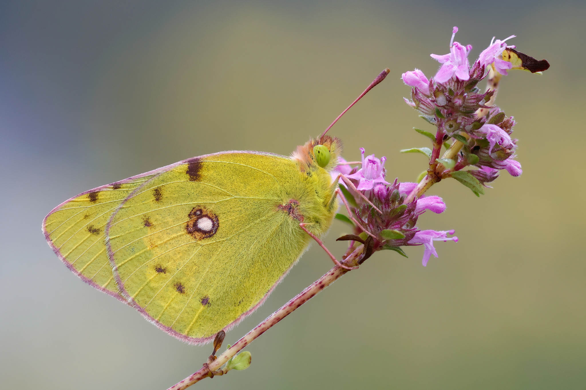 Colias croceus - Männchen