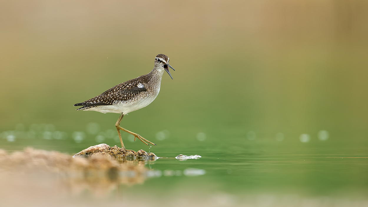 Bruchwasserläufer am Tümpel