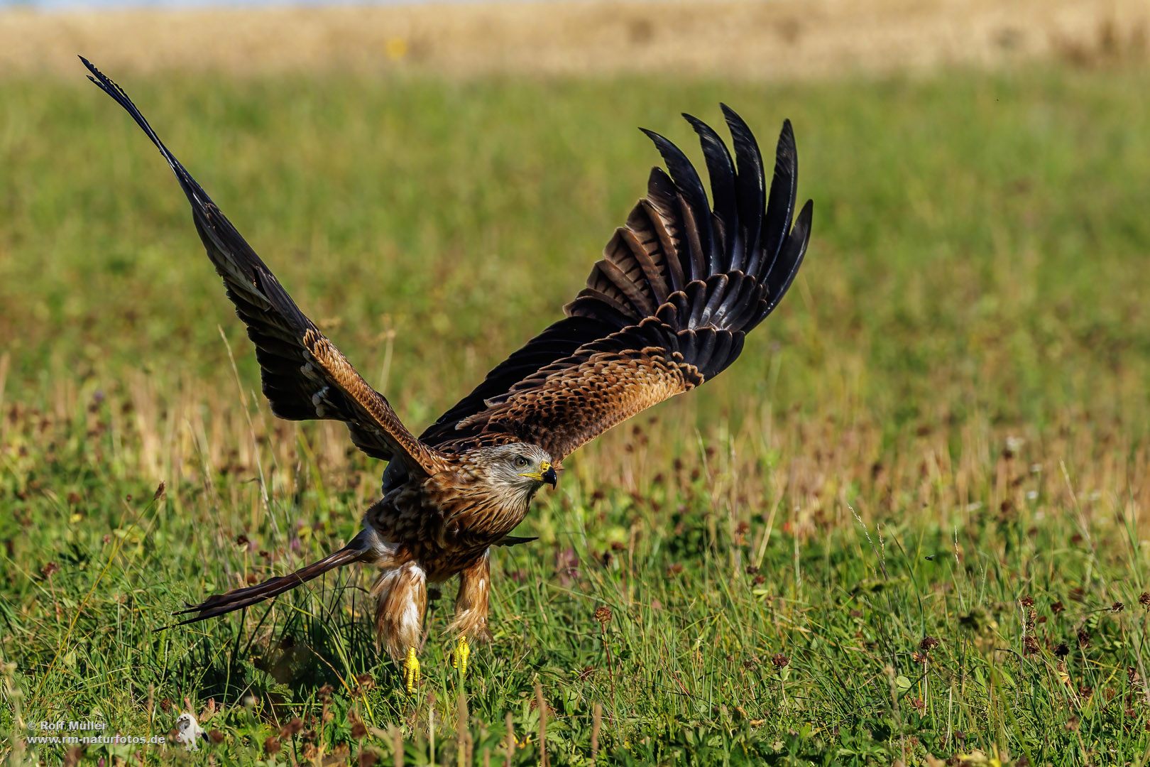 Rotmilan (Milvus milvus)