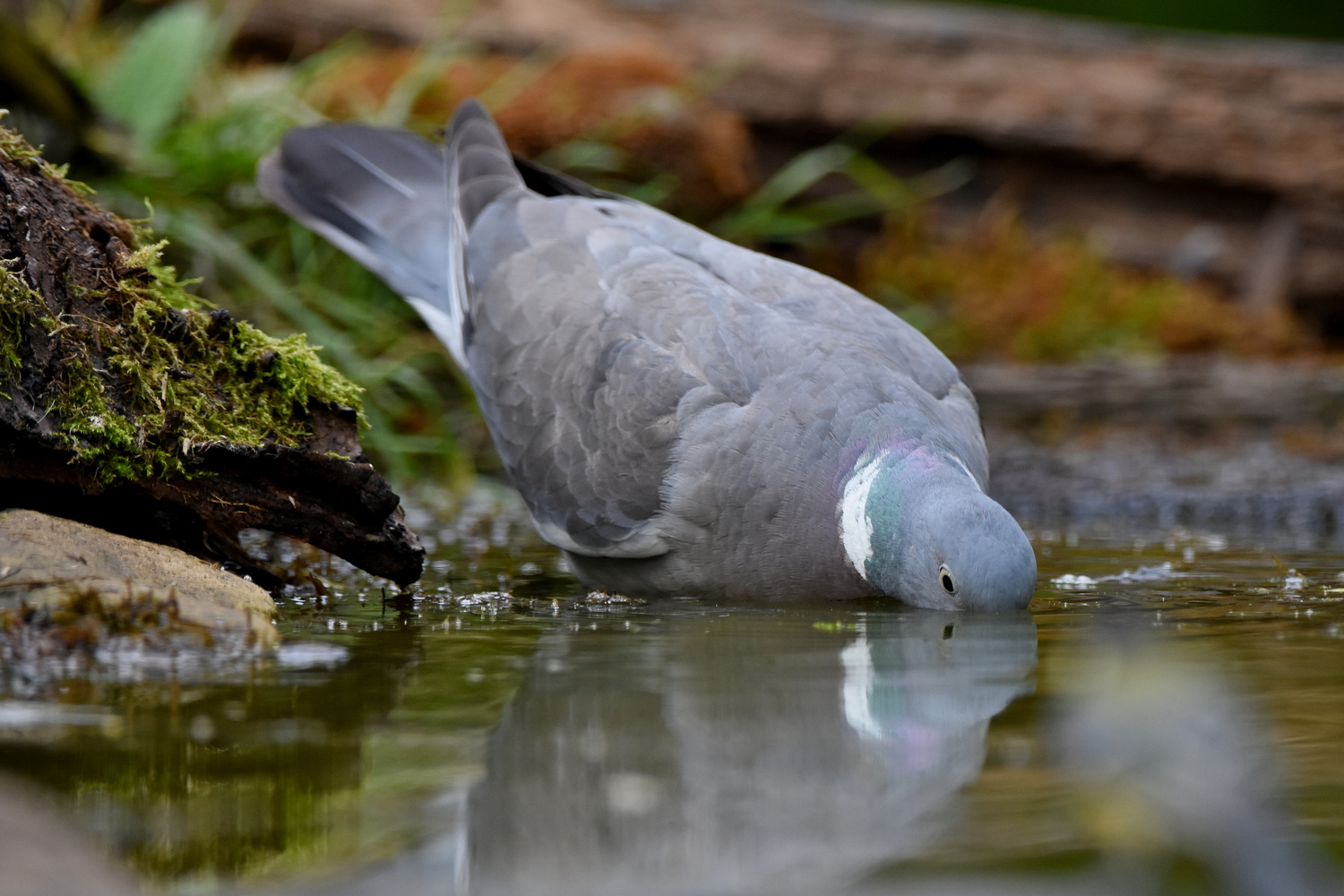 Trinken (Forum für Naturfotografen)