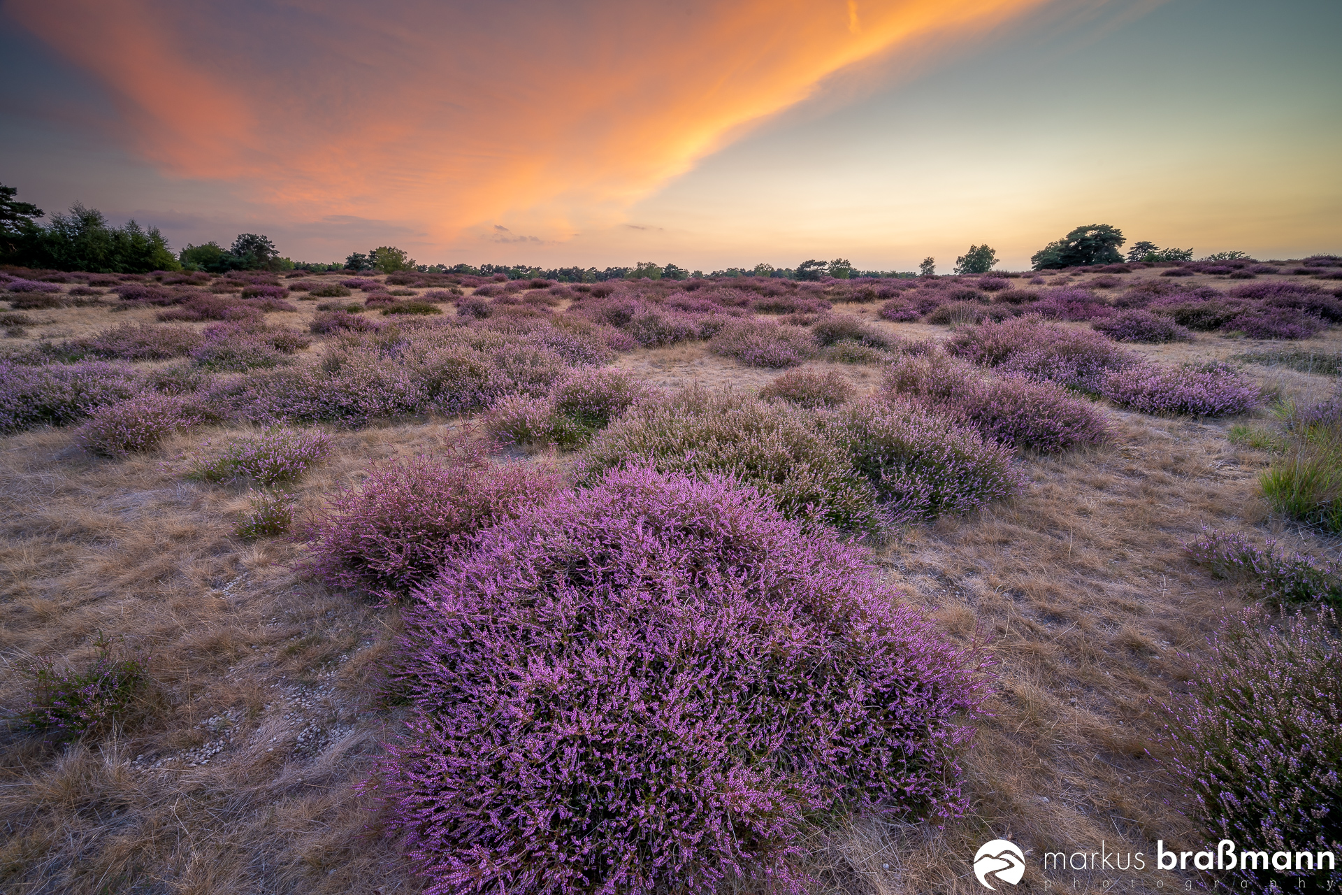 Die Heide blüht