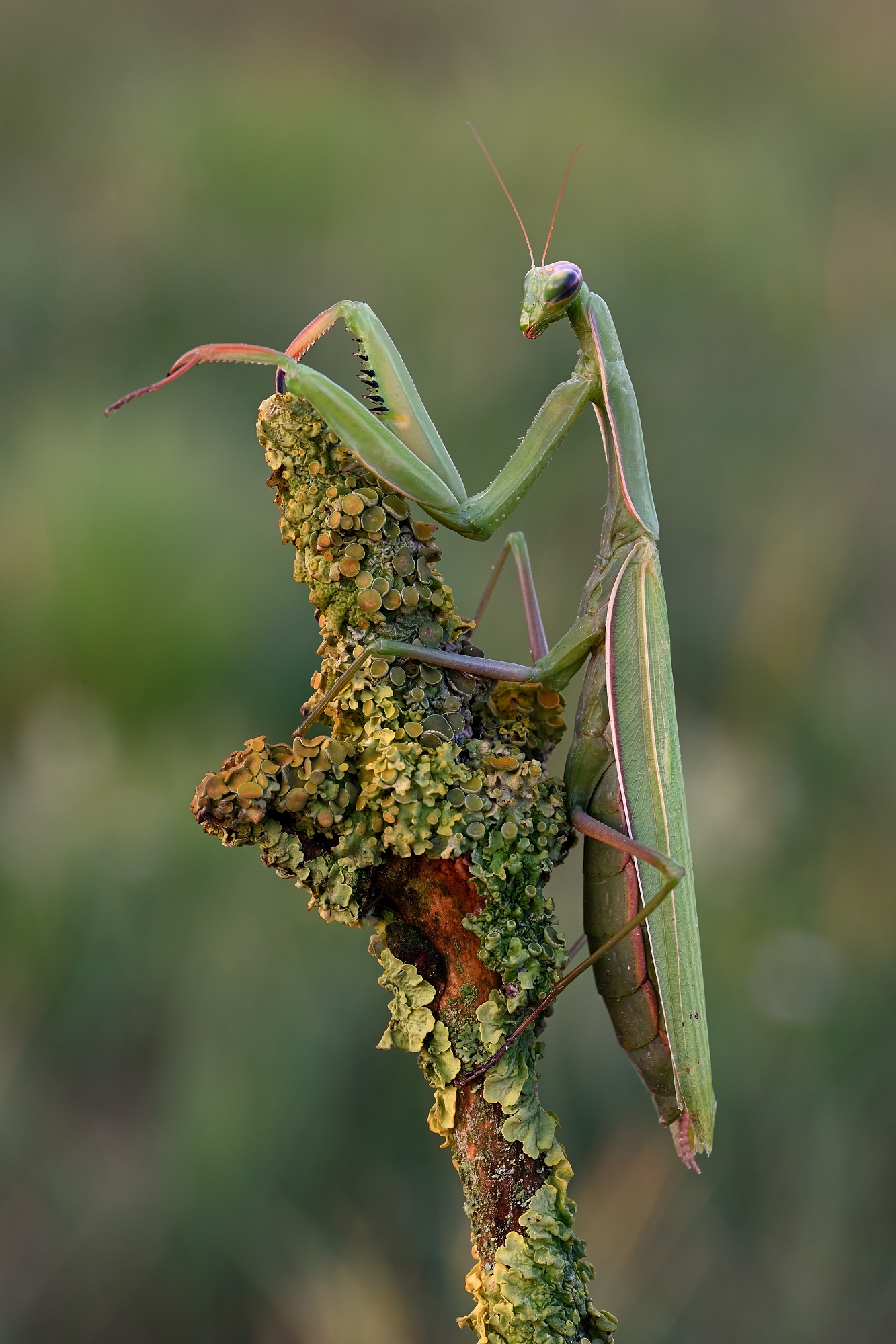 Mantis Religiosa