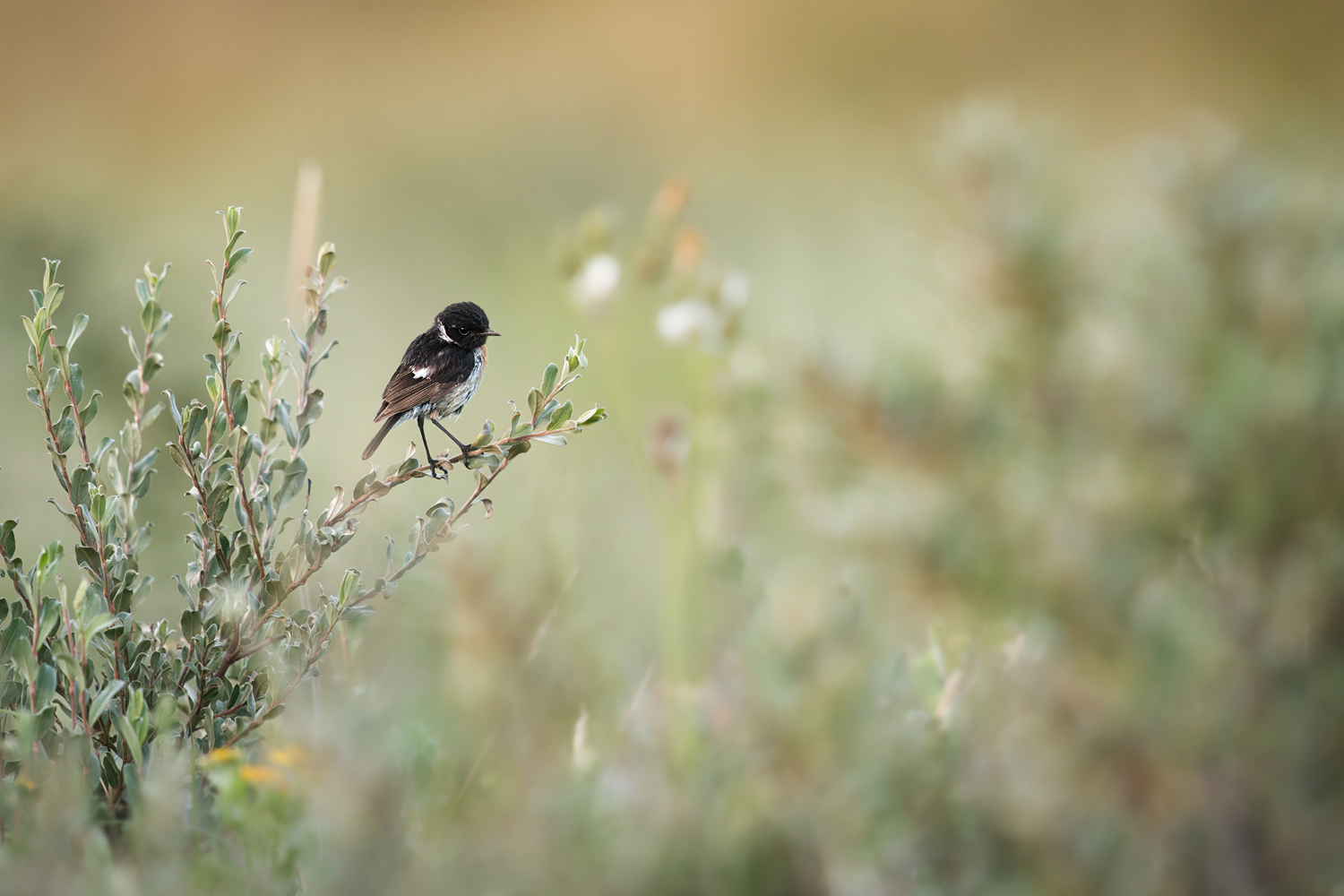 Schwarzkehlchen im natürlichen Lebensraum