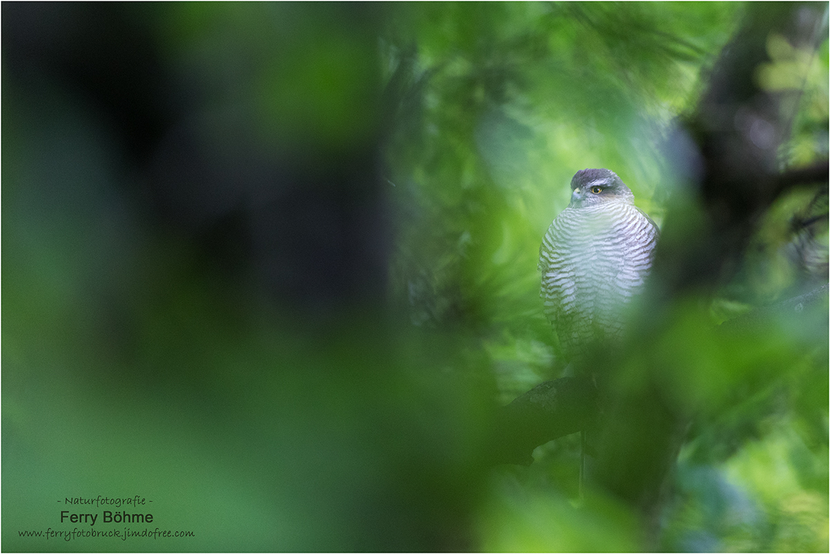 Hidden Hunter - Versteckter Jäger