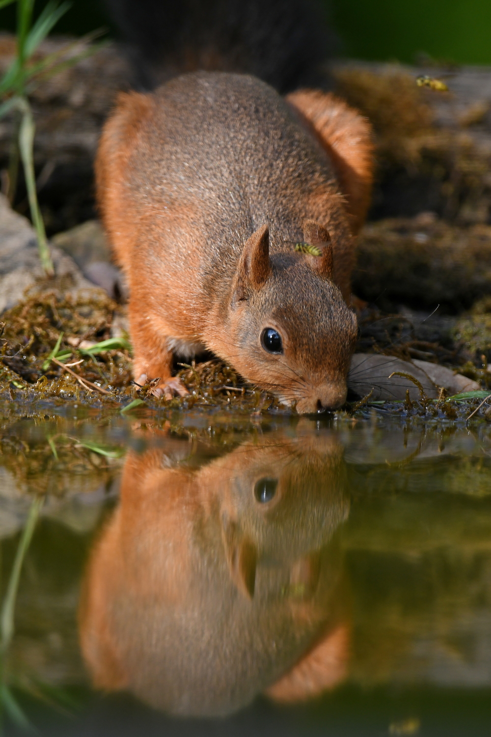 Eichhörnchen