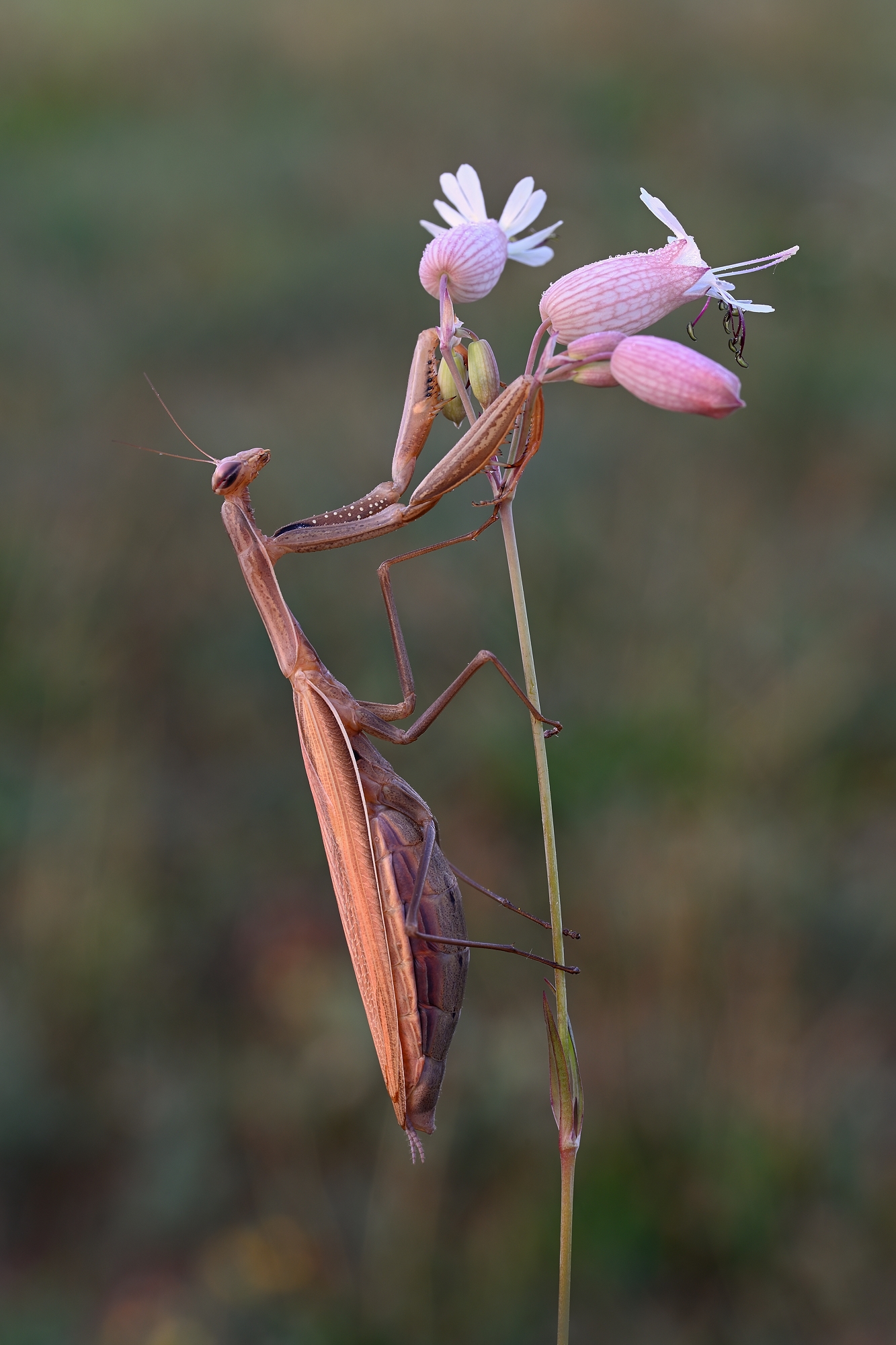 Mantis Religiosa