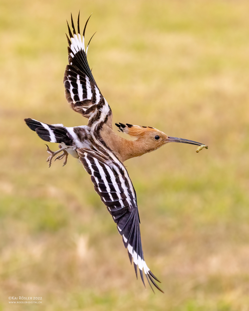 Flug zur Fütterung