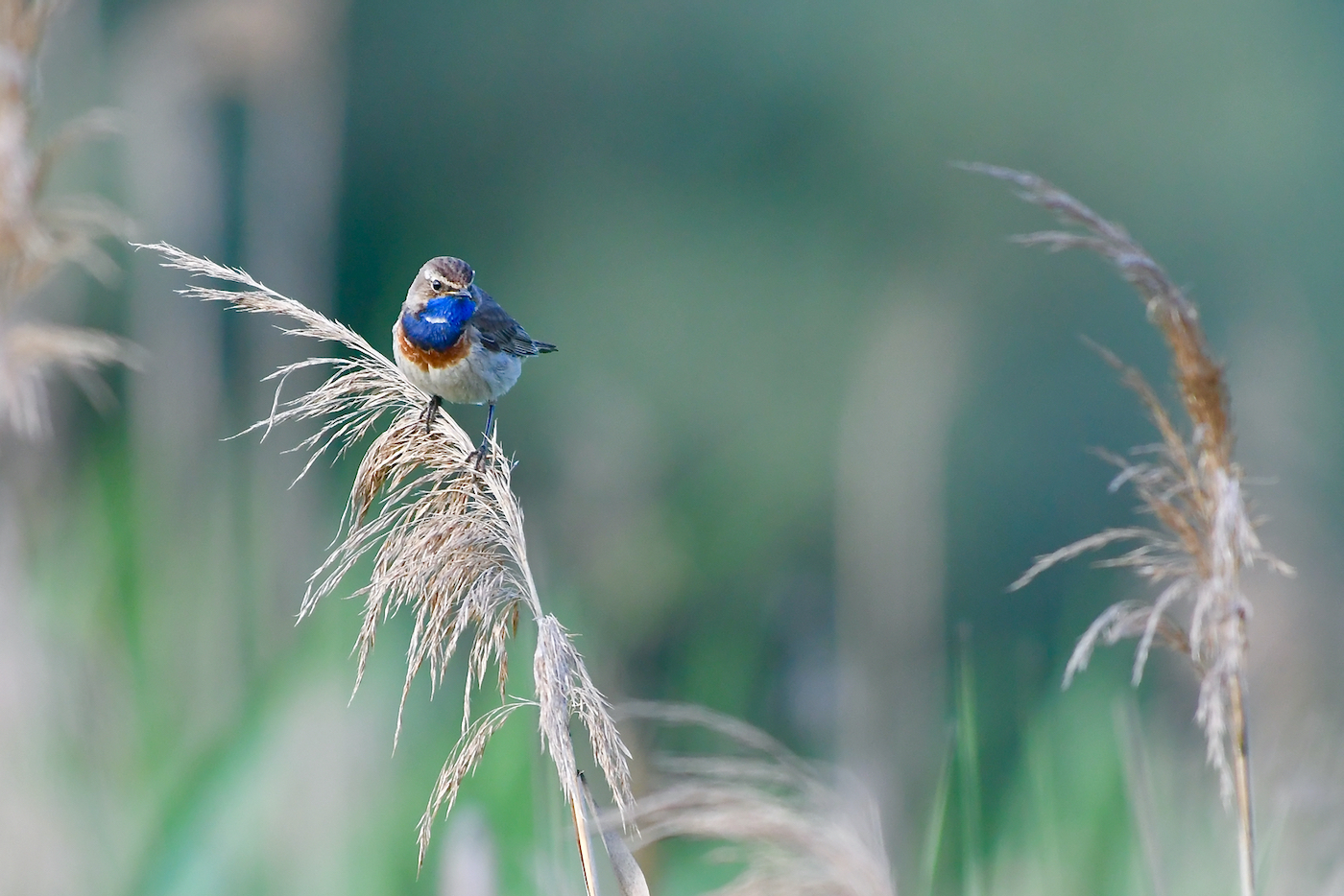 Blaukehlchen