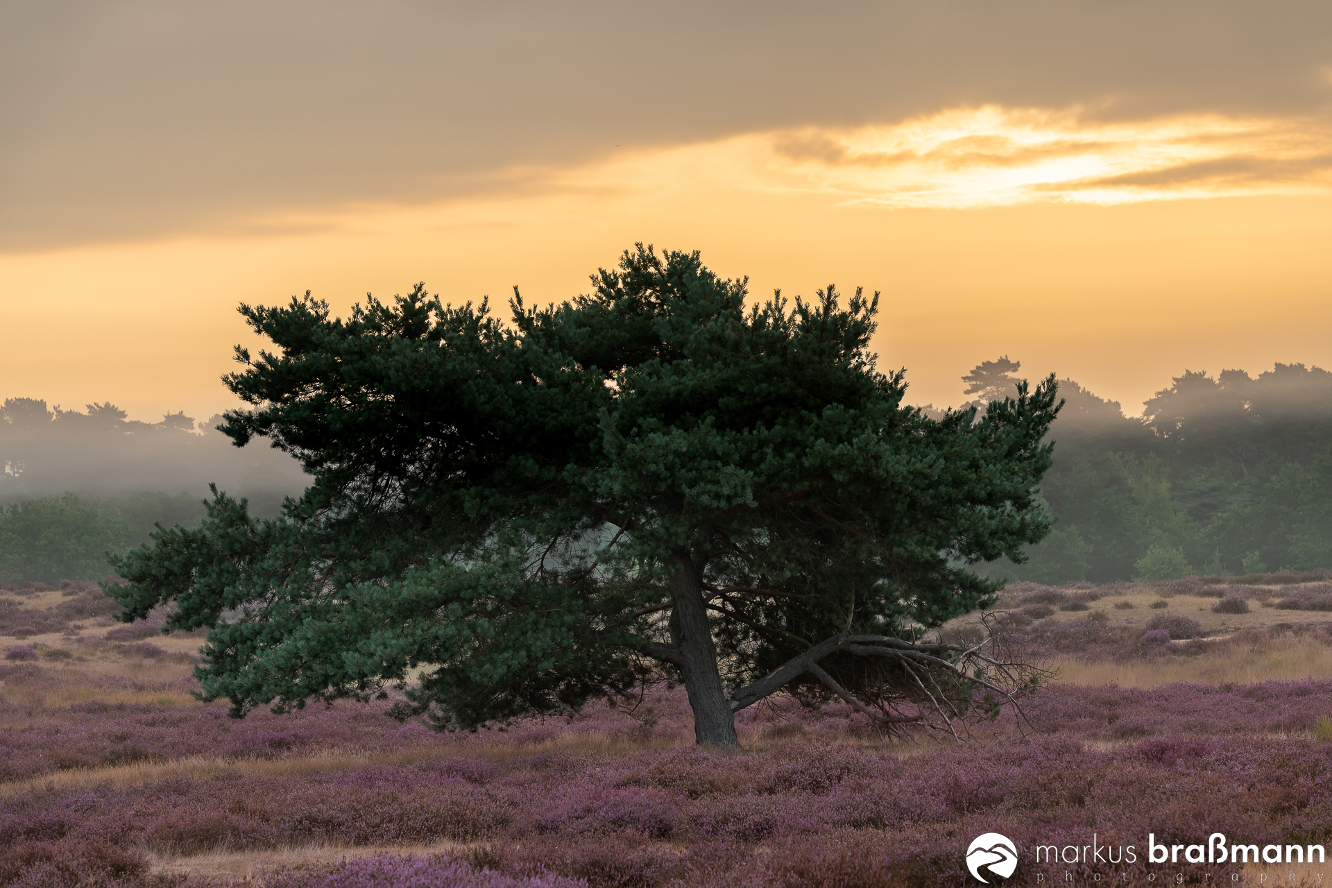 Ein Morgen in der Heide