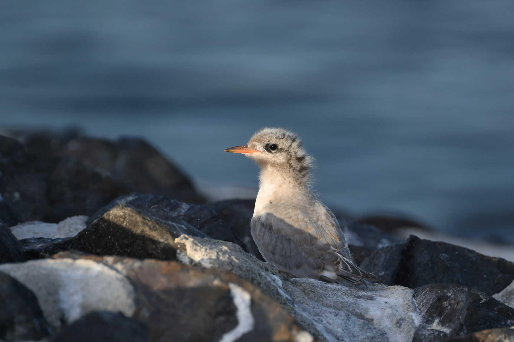 Juvenile Küstenseeschwalbe