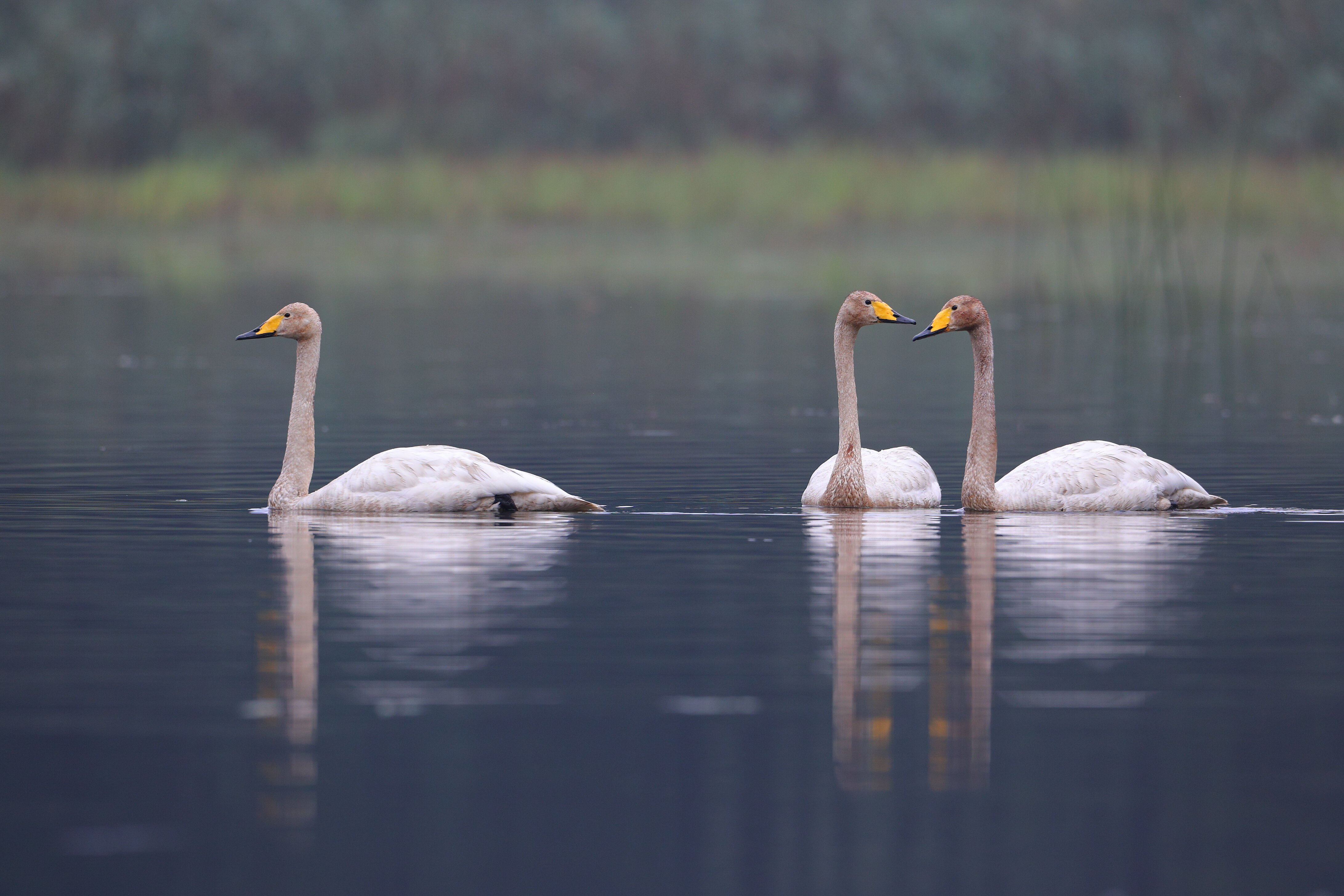 3 Singschwäne