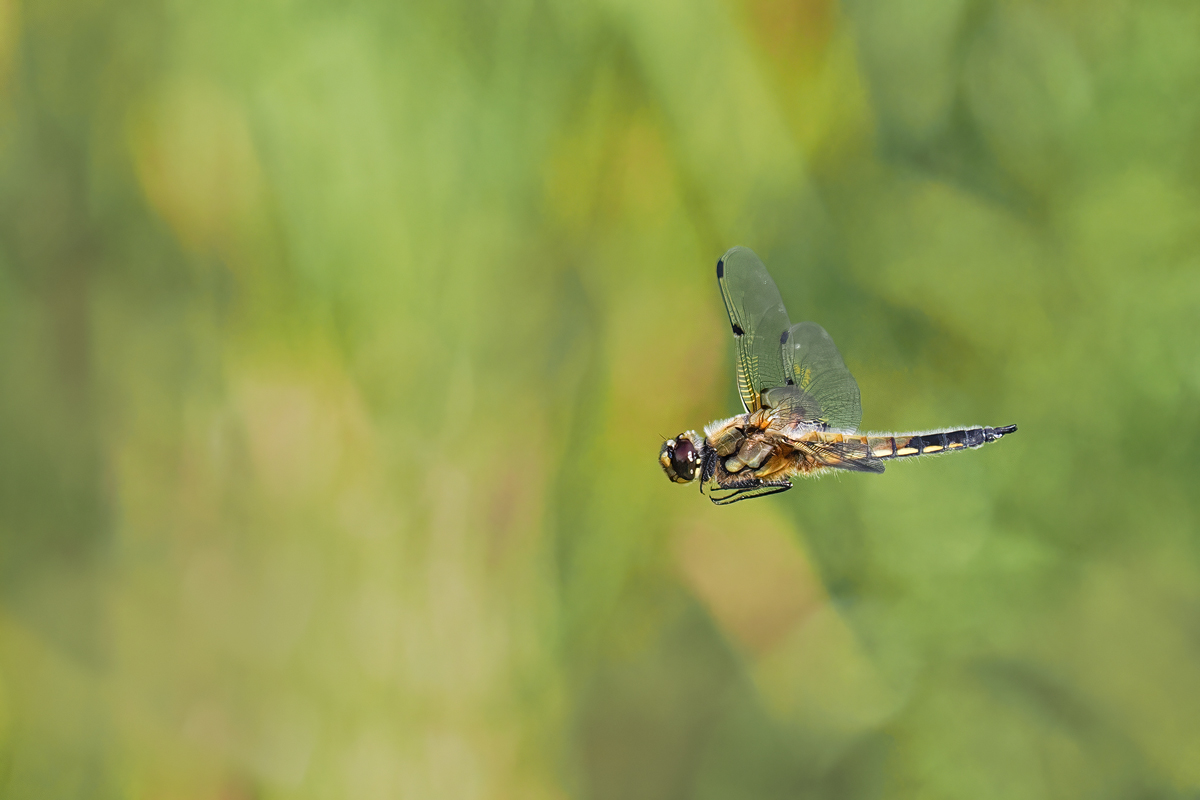 Vierflecklibelle