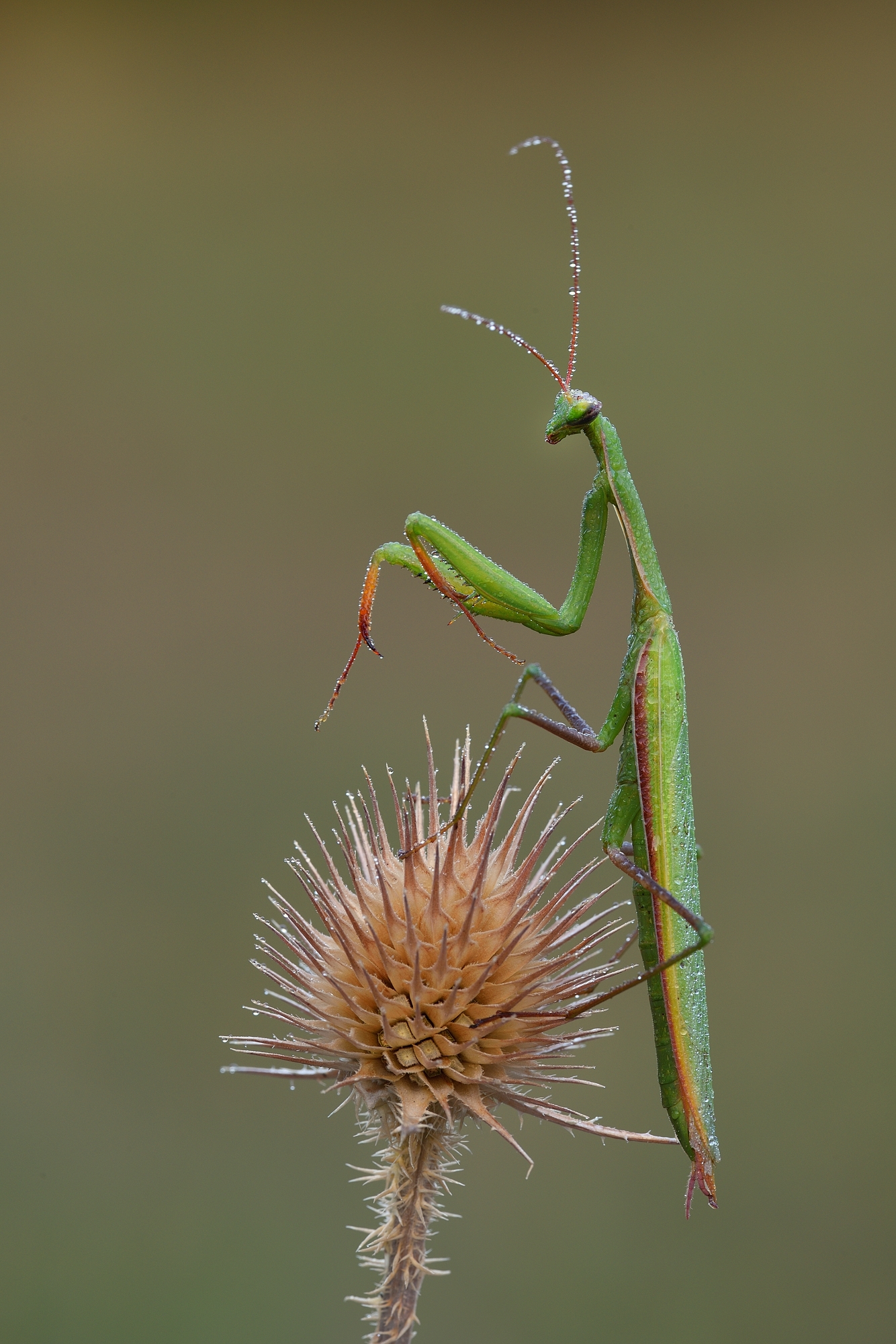 Mantis Religiosa