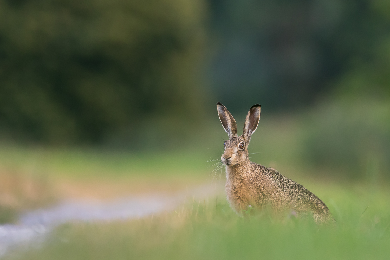 Schlauer als der Hase