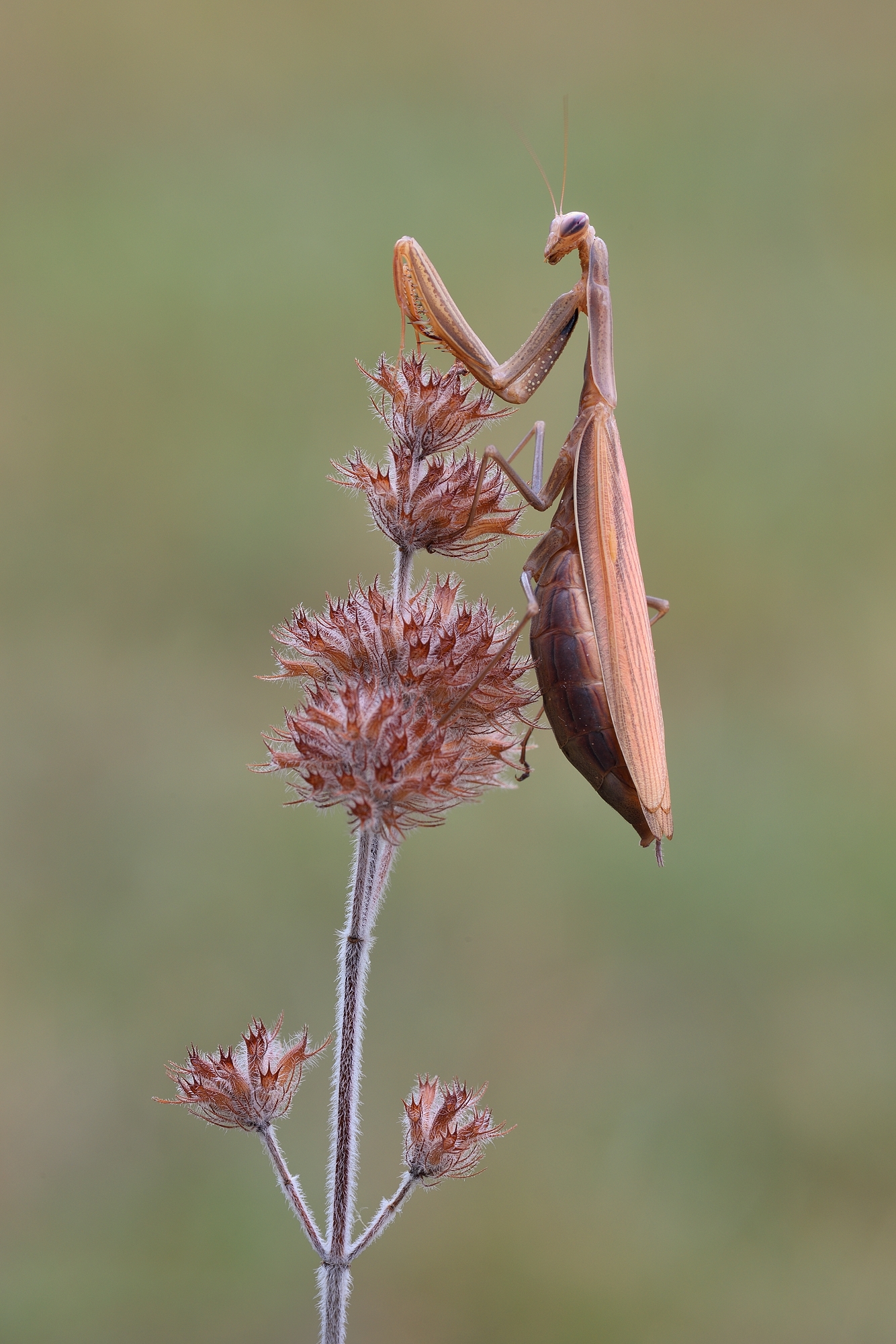 Mantis Religiosa