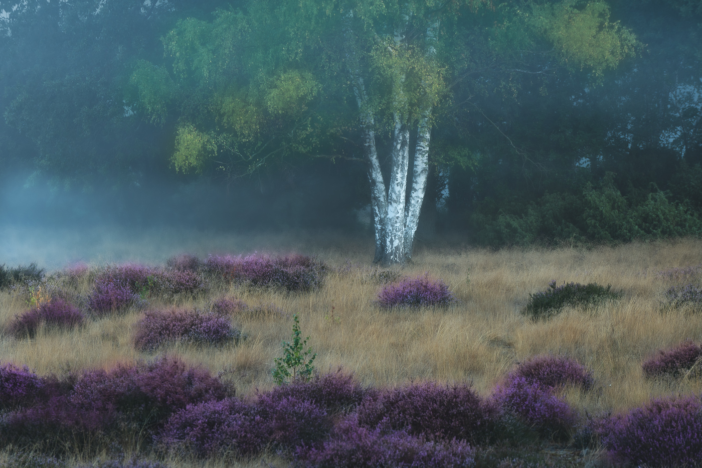 Morgens in der Heide