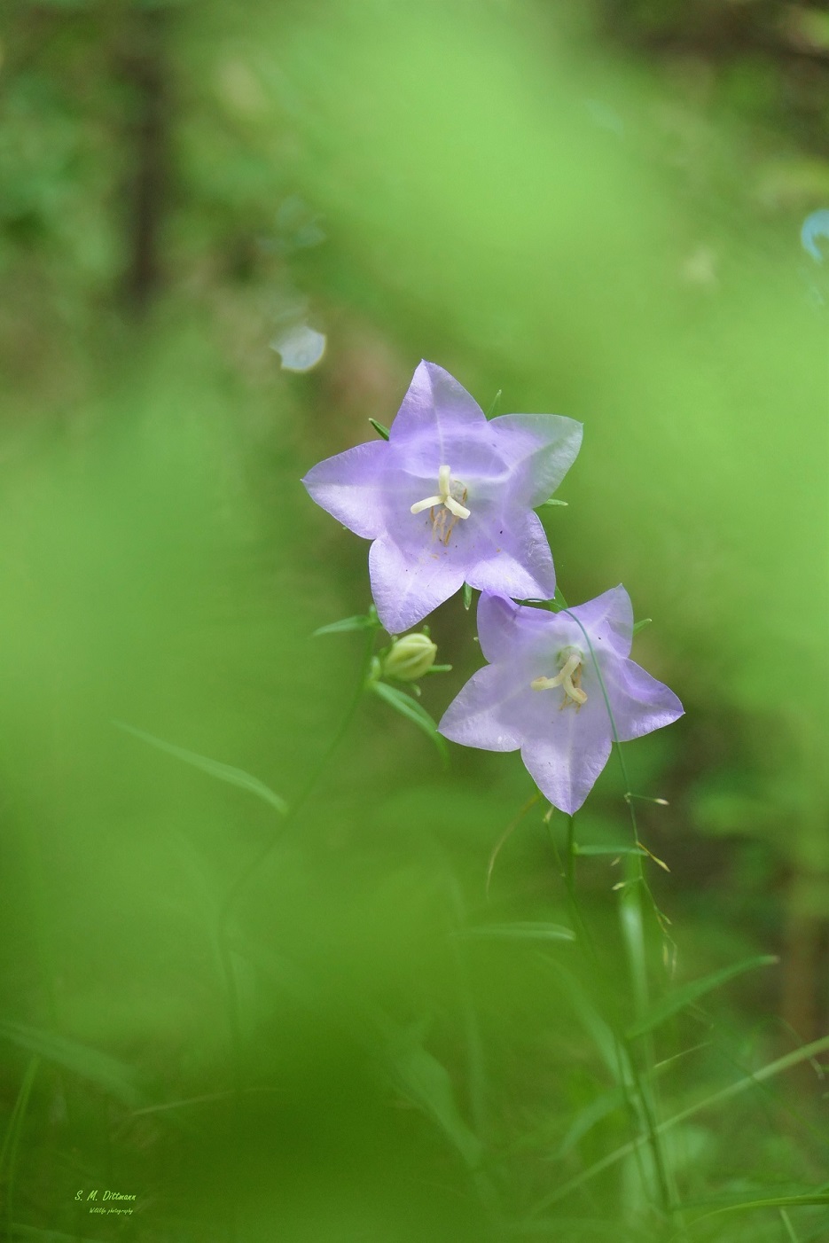 Die Pfirsichblättrige Glockenblume