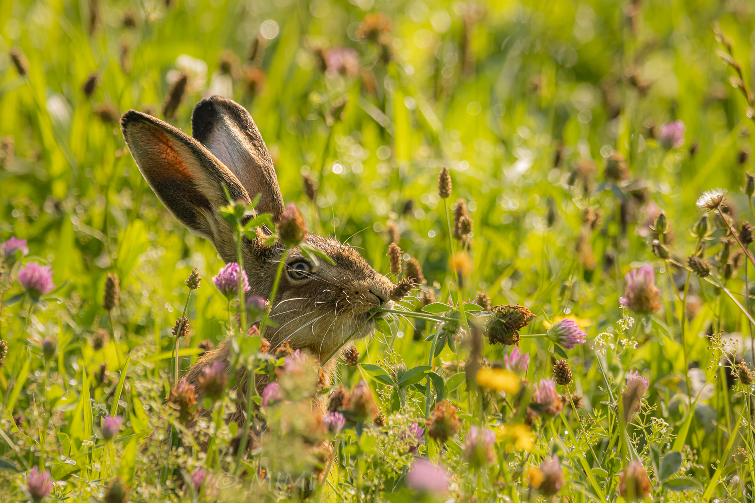 Hasi schmeckt