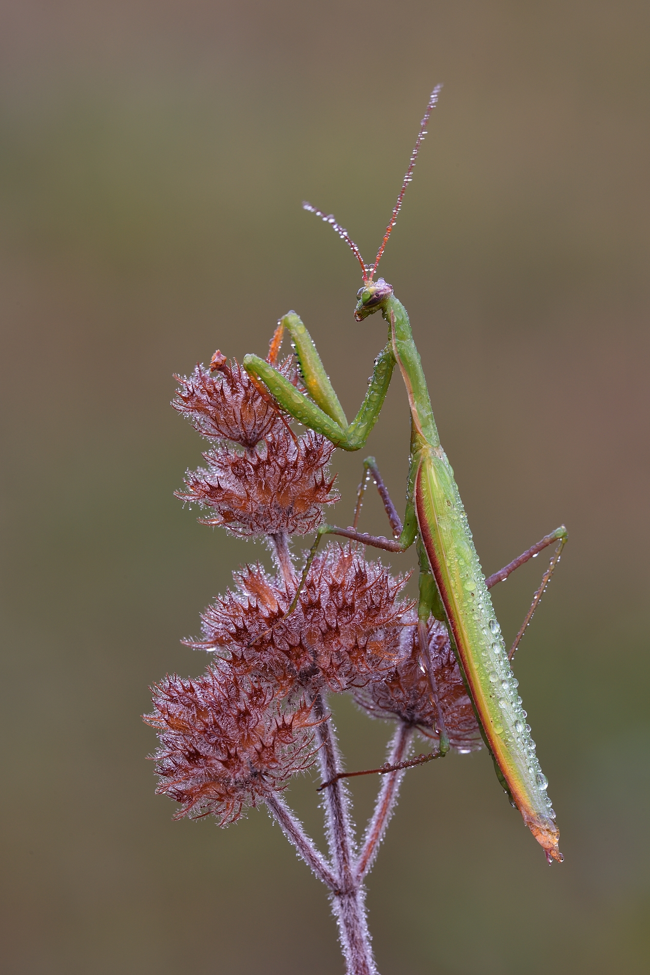 Mantis Religiosa