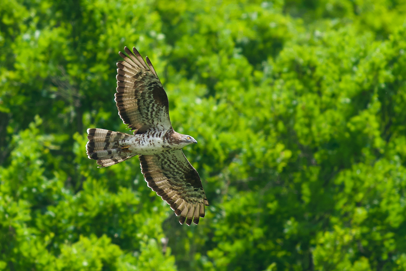 Wespenbussard