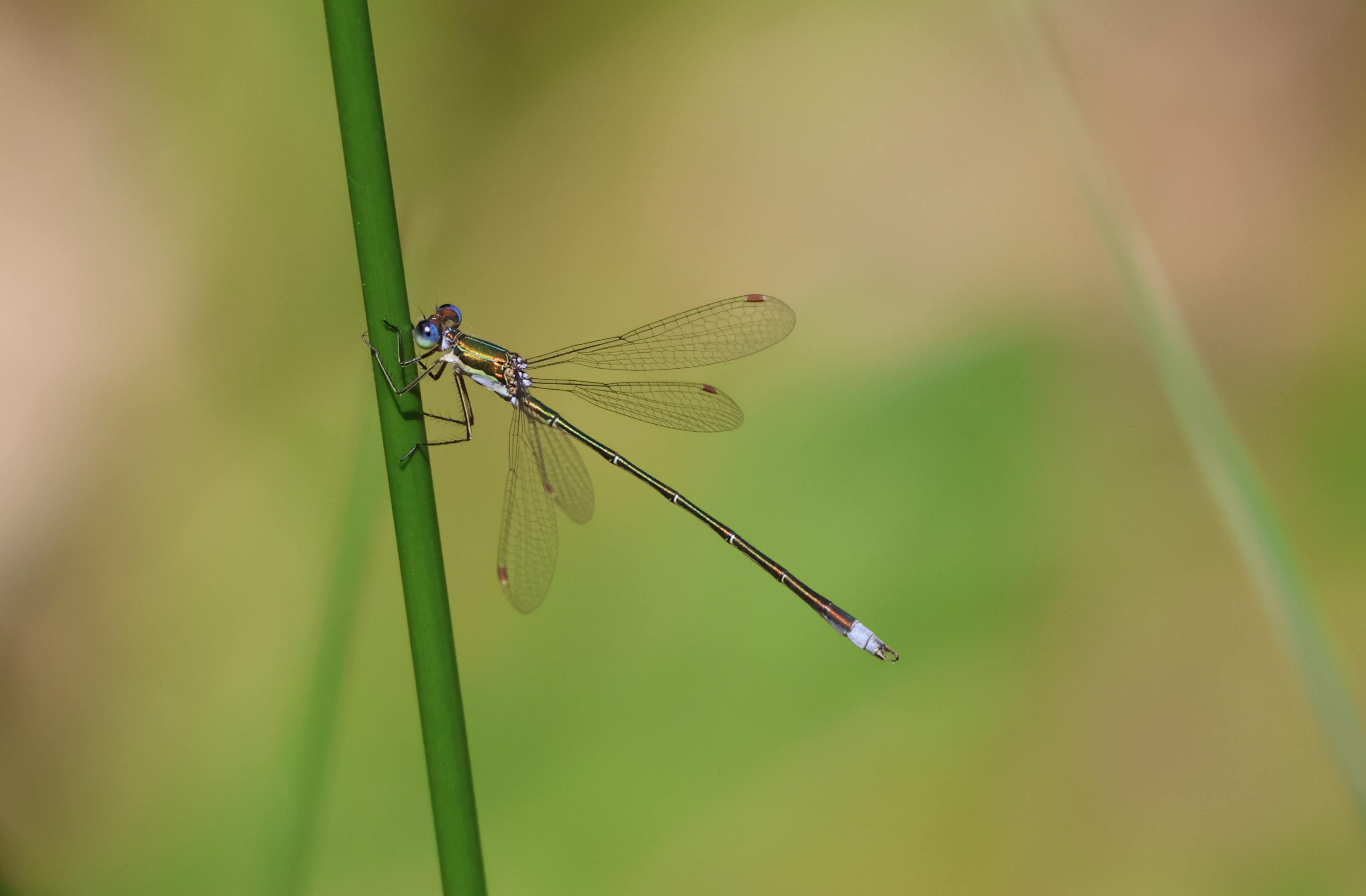 Wasserjungfer