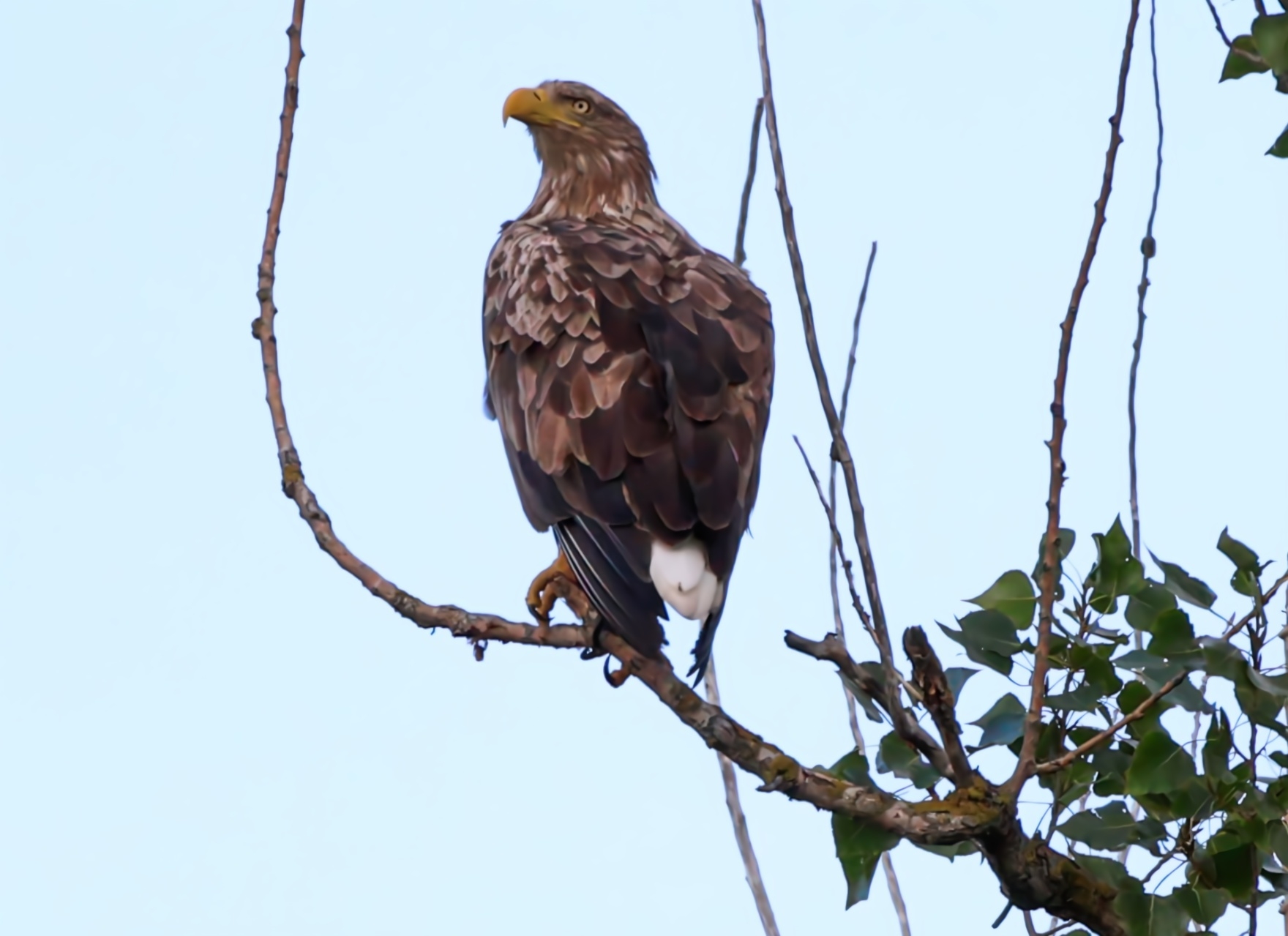 Seeadler