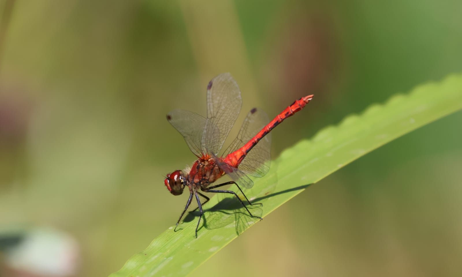 Libelle