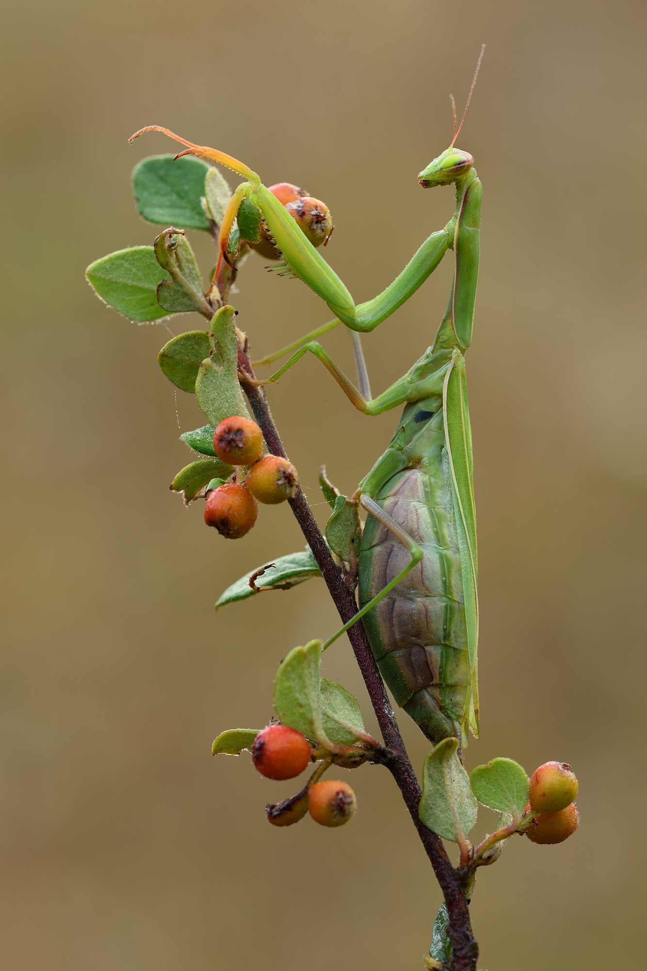 Mantis Religiosa Forum F r Naturfotografen 