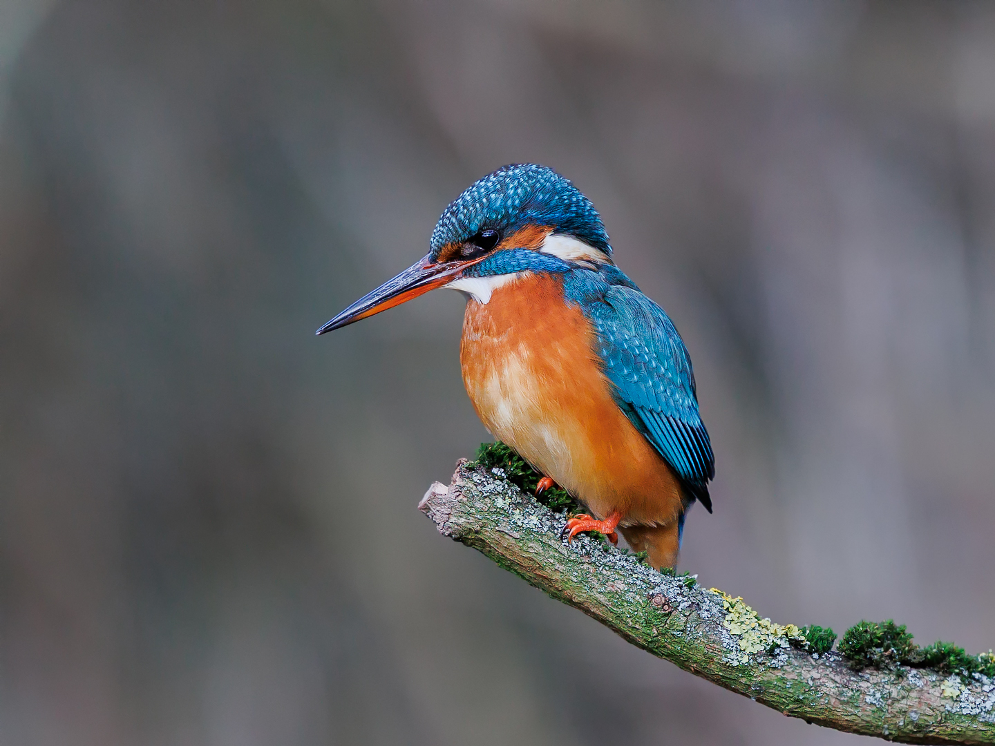 Eisvogel (Alcedo atthis)