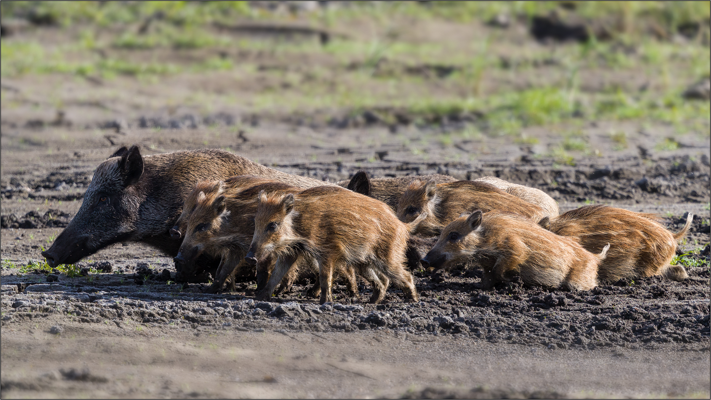 im Schweinsgalopp ...