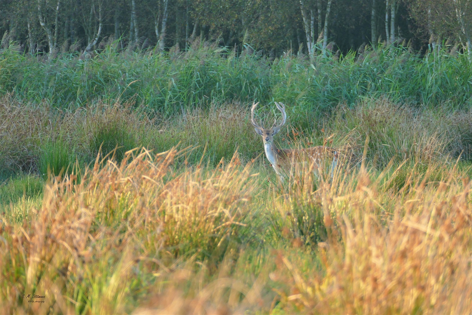 Damhirsch in den Binsen