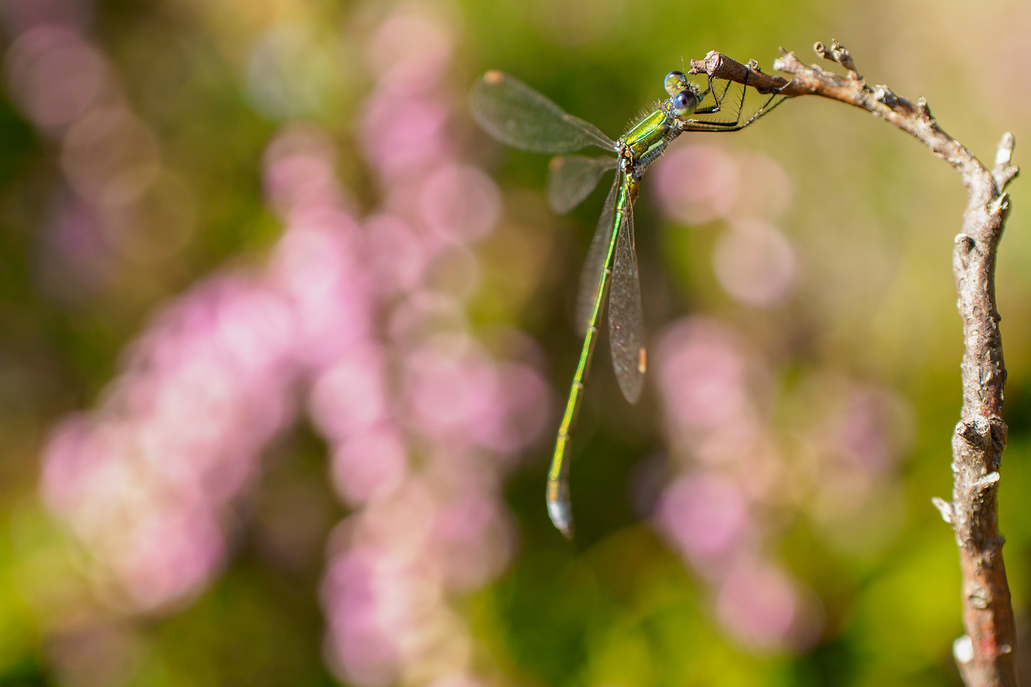 Metallic Grün und Rosa Schaum (Forum für Naturfotografen)