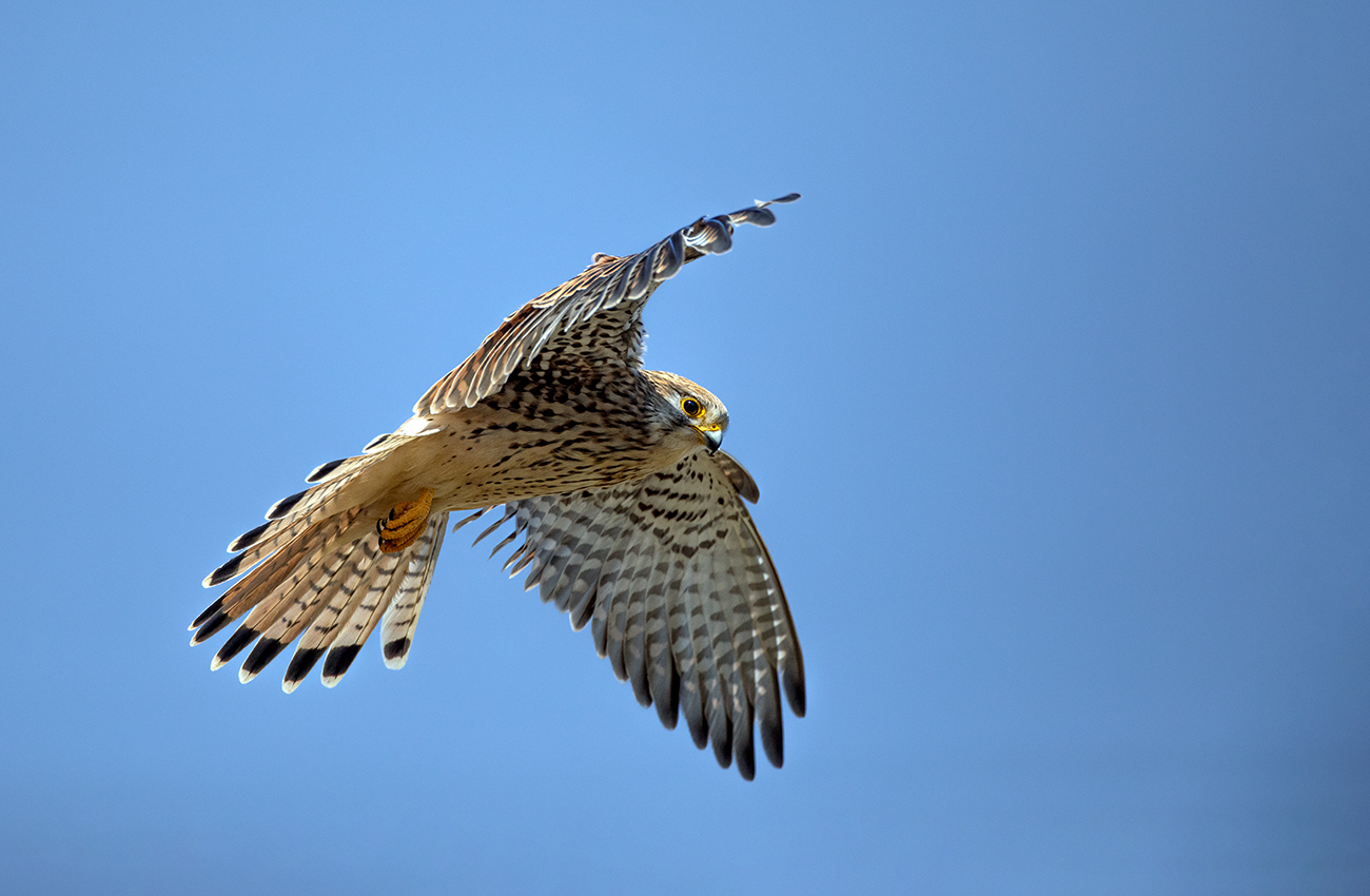 Rüttelflug