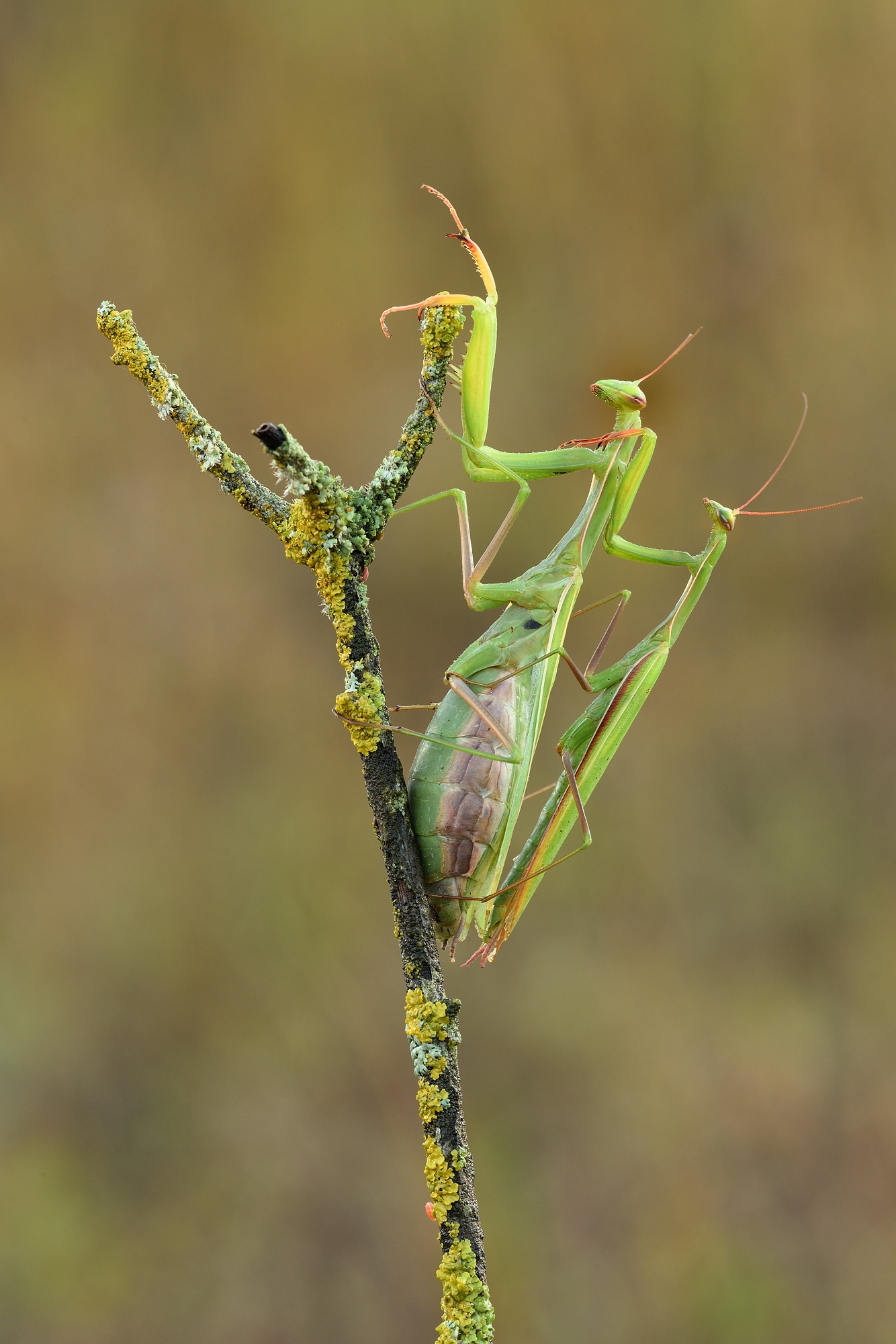 Mantis Religiosa