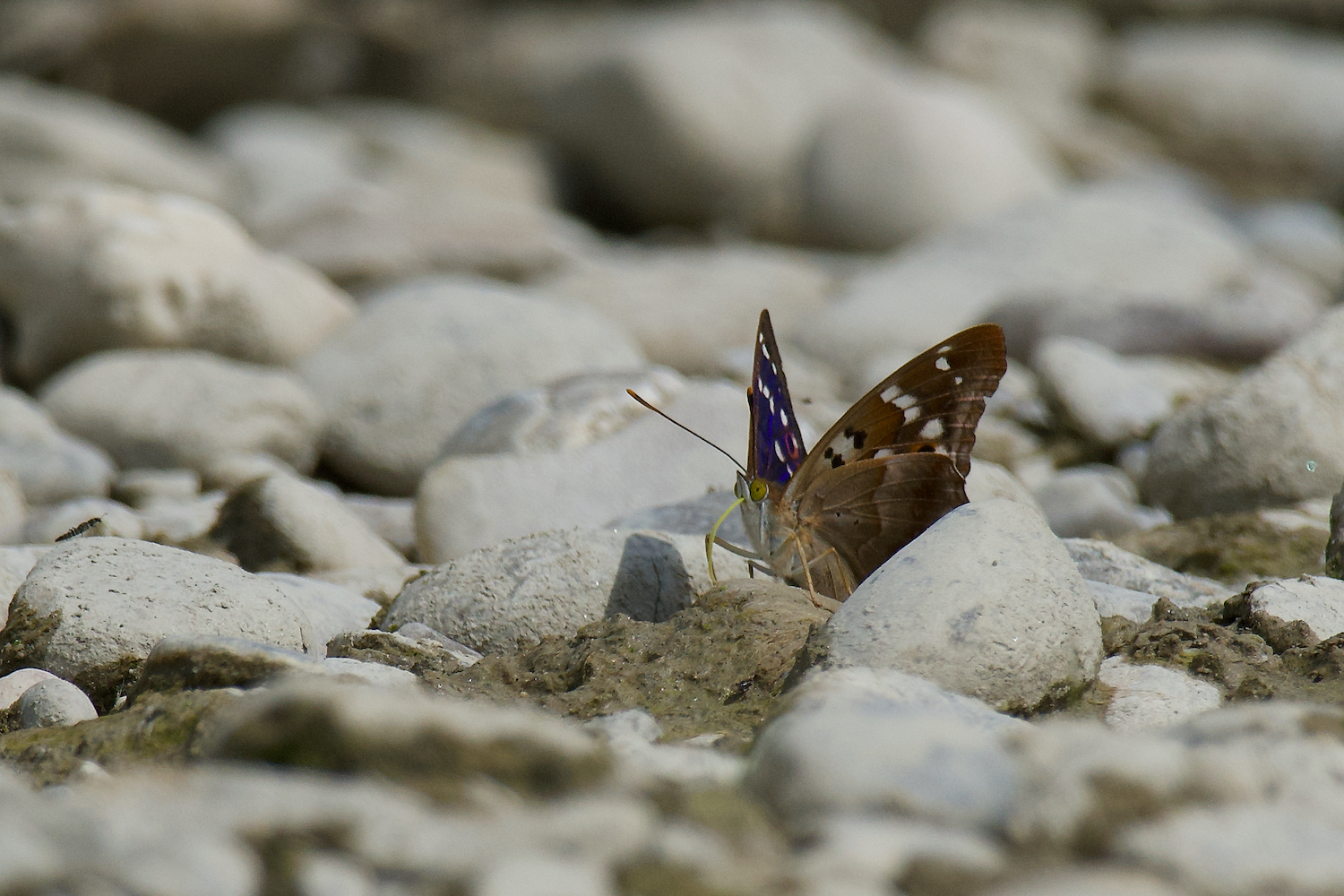 "Schmetterling mal ohne Blüte"