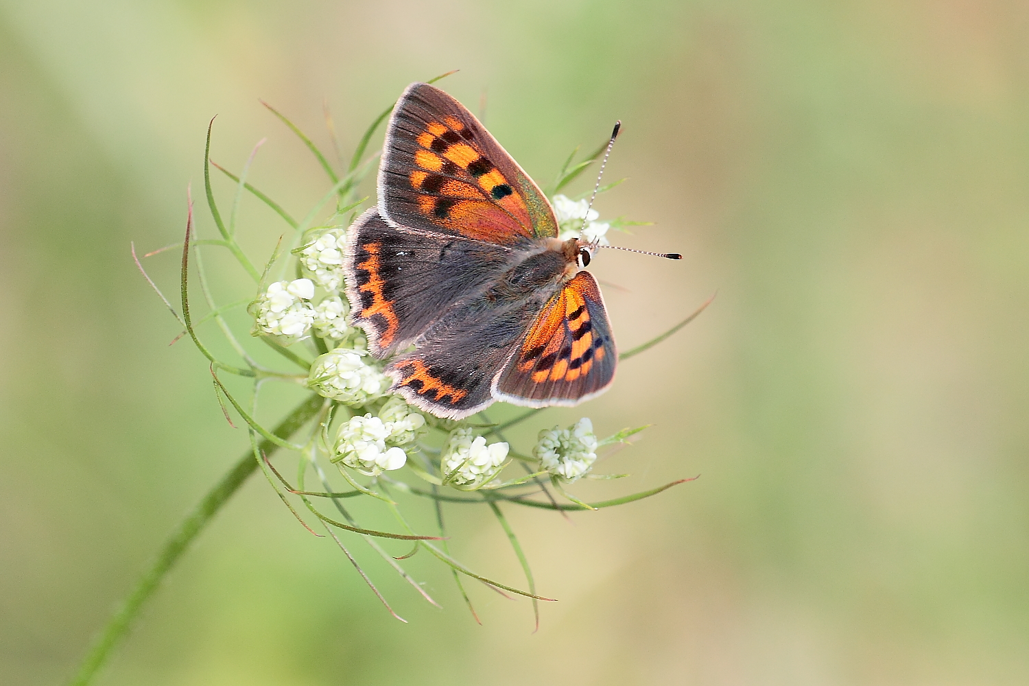 Sommerfeeling