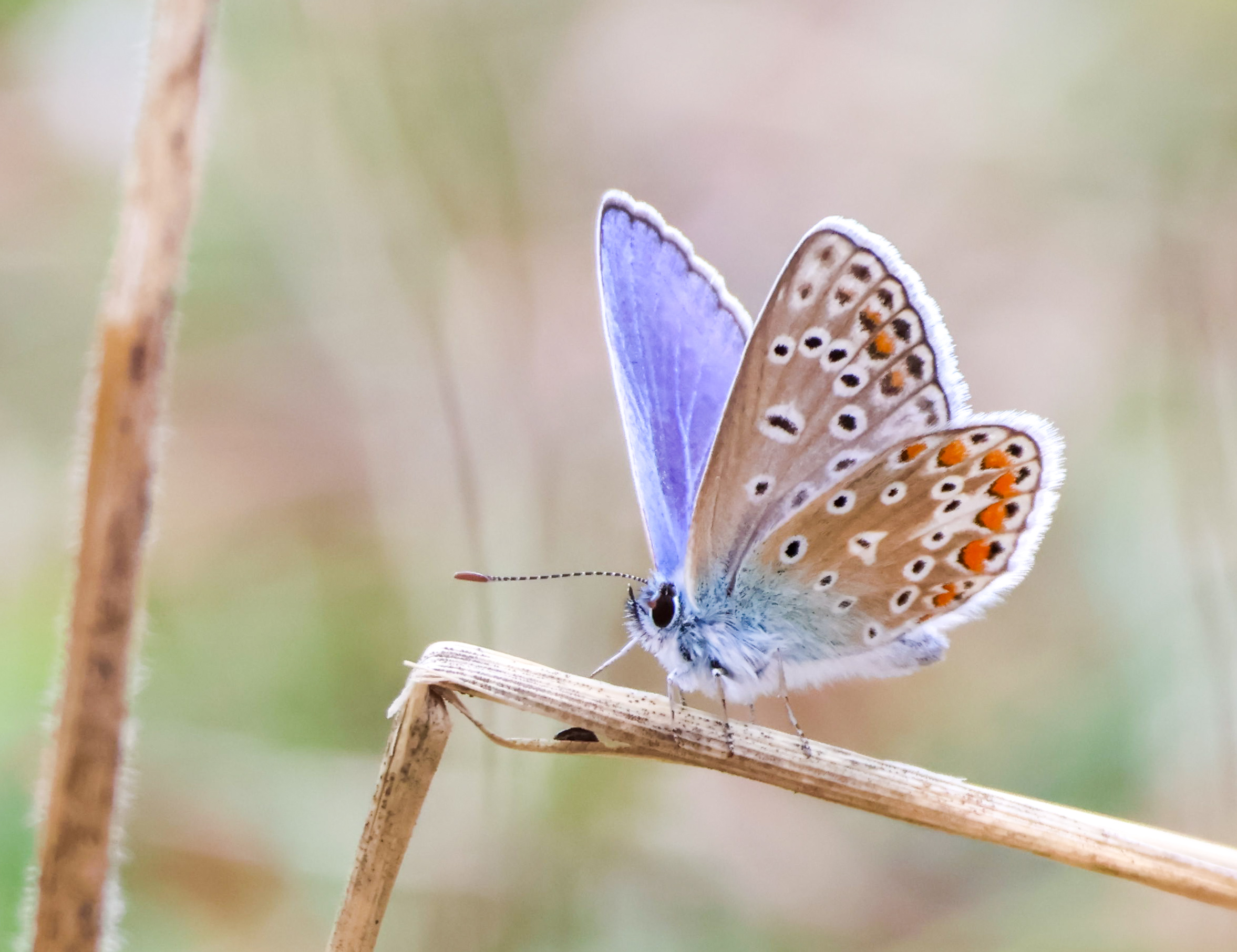 Schmetterling auf kleinem Halm