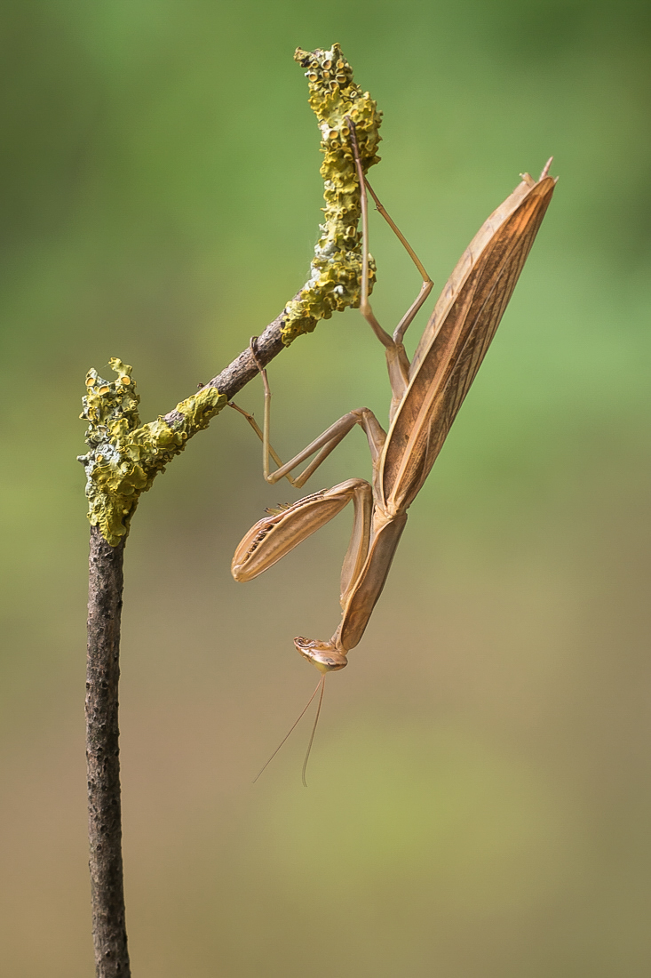 Mantis (Forum für Naturfotografen)