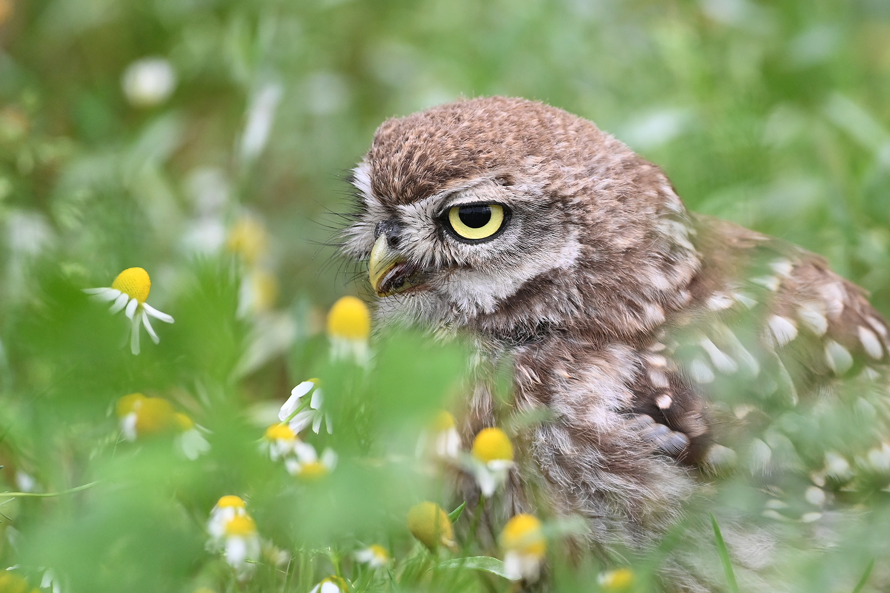 Das Blumenkäuzchen