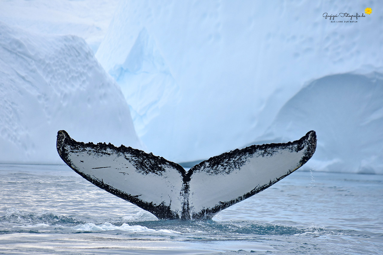 Buckelwal im Eisfjord