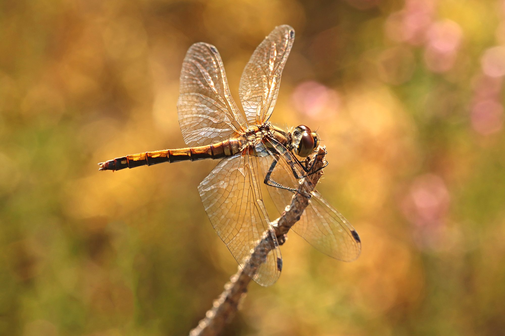 Schwarze Heidelibelle