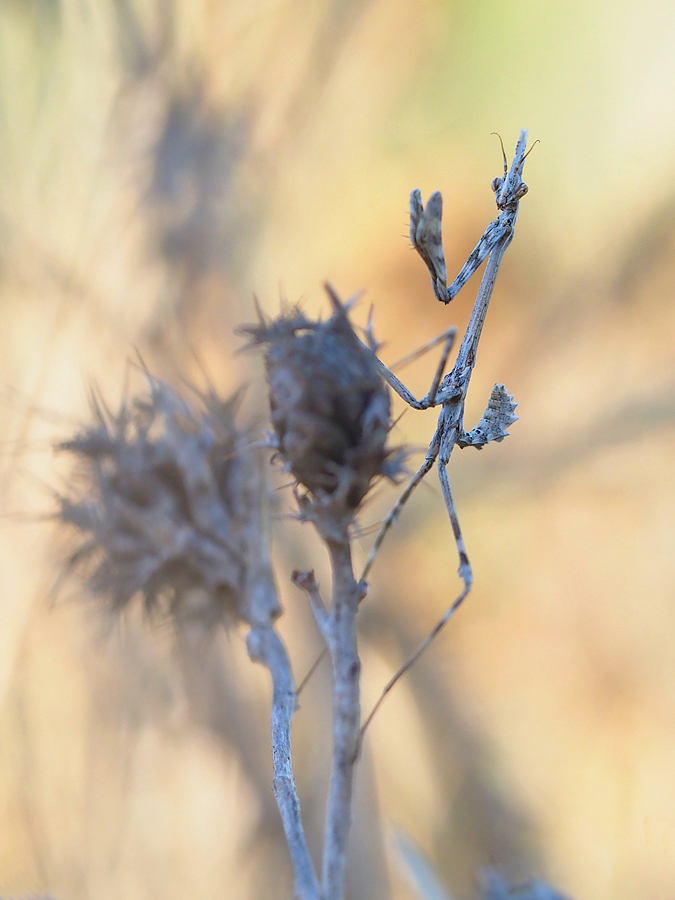 Empusa pennata (Baby) 